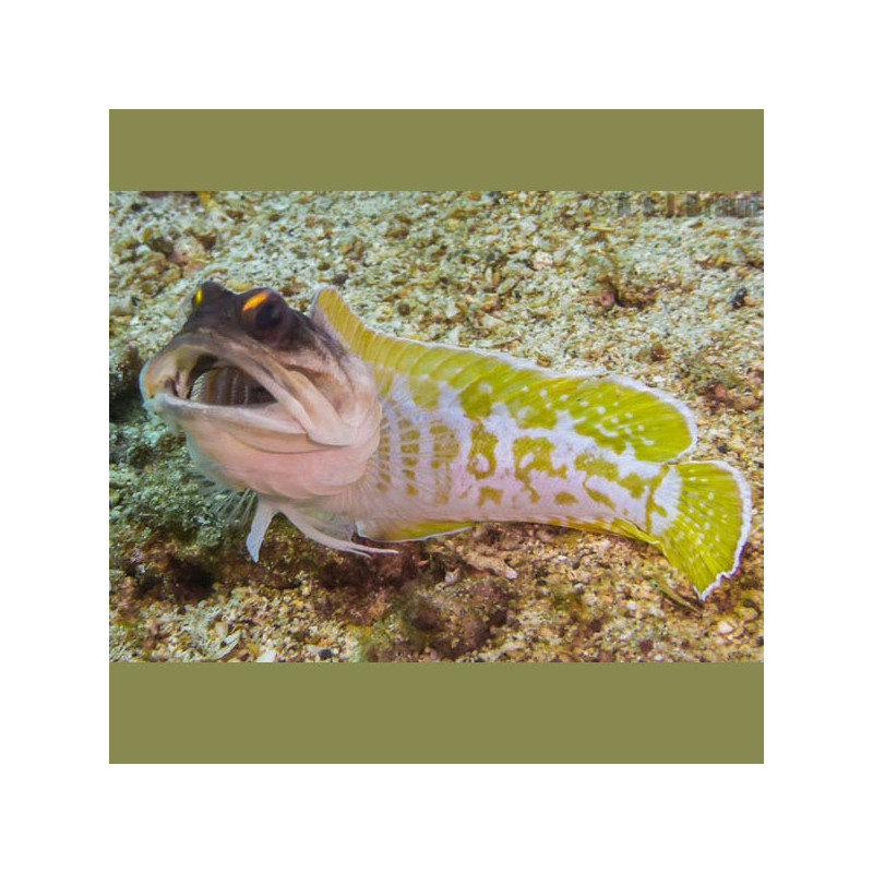 Opistognathus Randalli : 7-10 cm